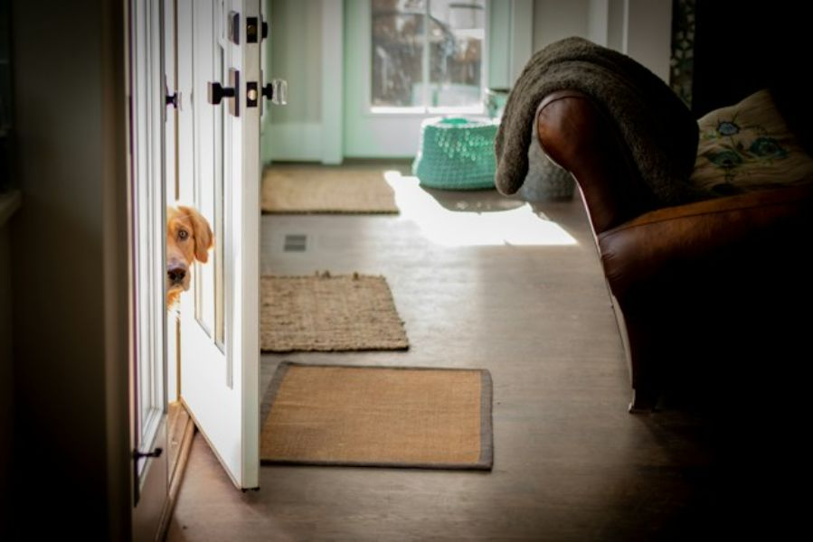 Brown Retriever Peeking Through An Open Door