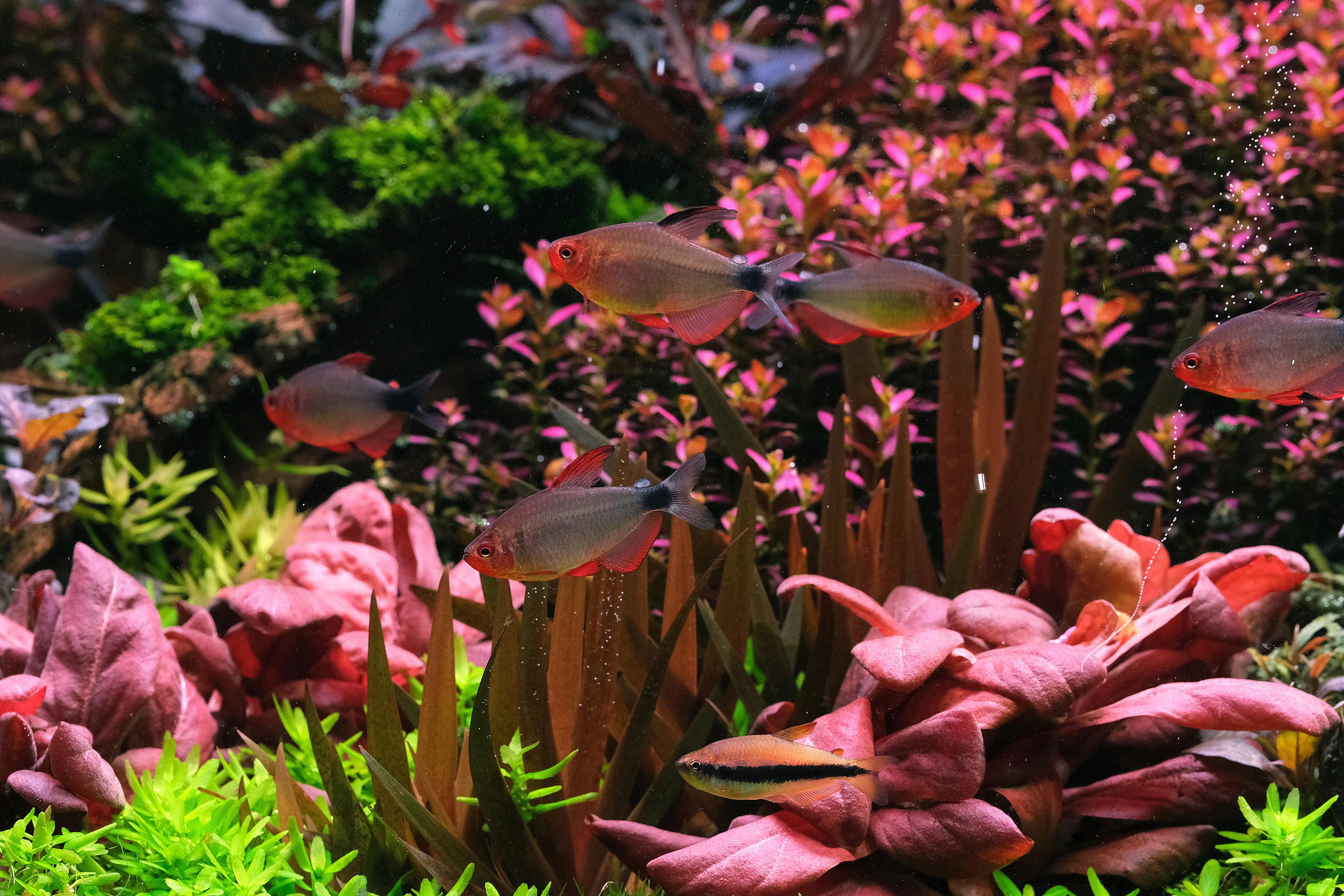 Freshwater fish species: Hyphessobrycon peugeoti in an aquarium with exotic Xyris and Rotala florida