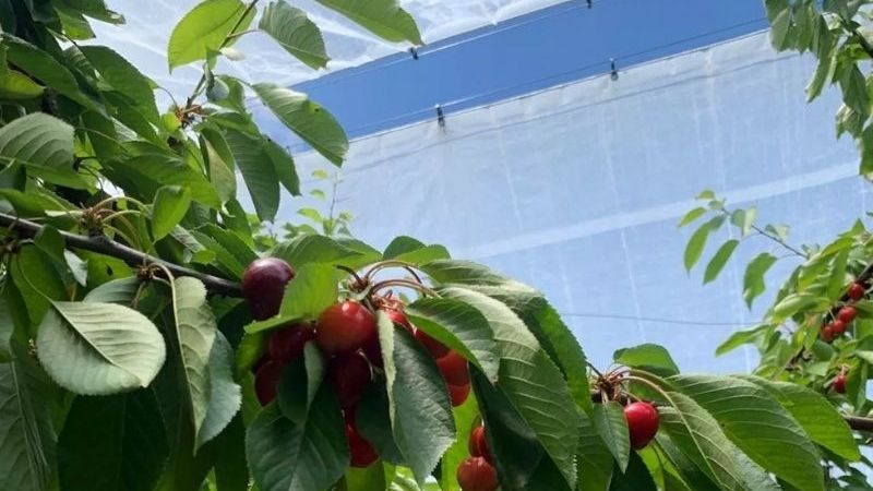 Kunststof regenhoes dekzeilen voor Cherry