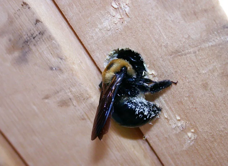 An image of a female carpenter bee chewing a circular hole in unfinished wood.
