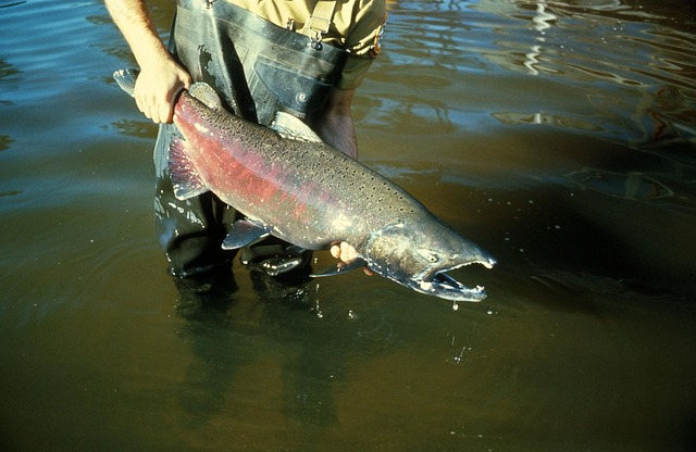 King Salmon, Species