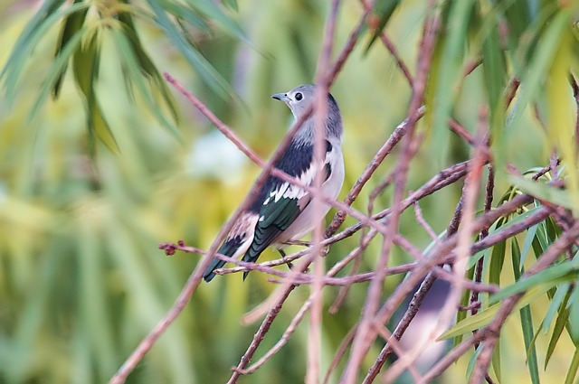 Daurian starling male, birds that start with D