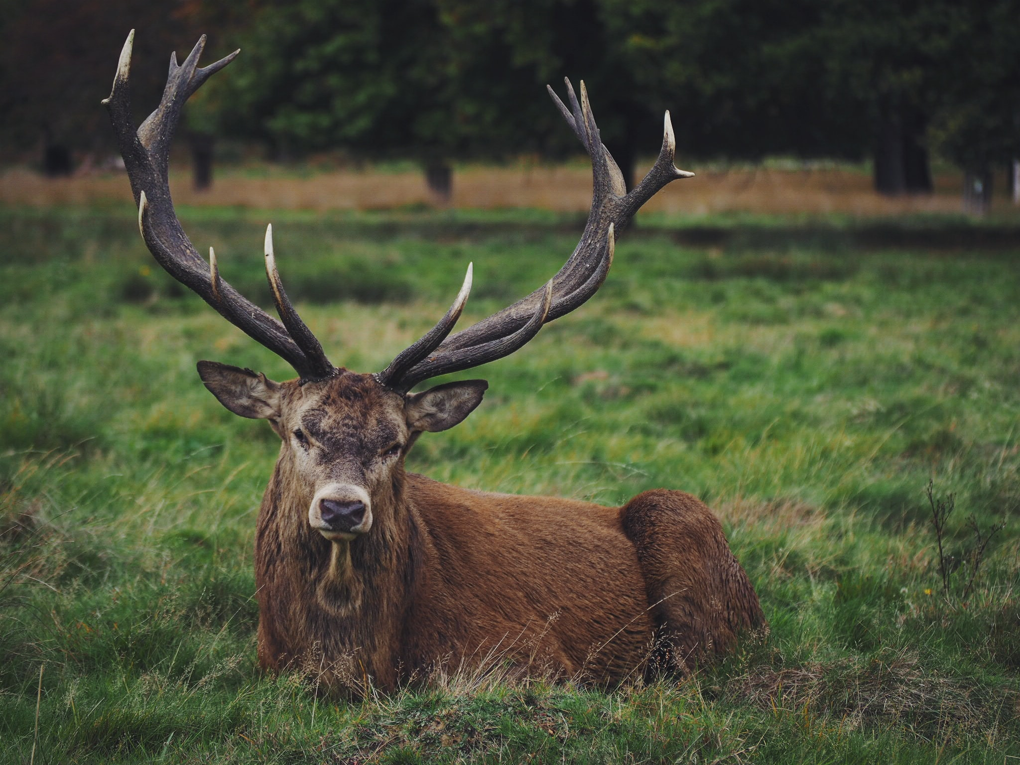 How to Preserve Deer Antlers