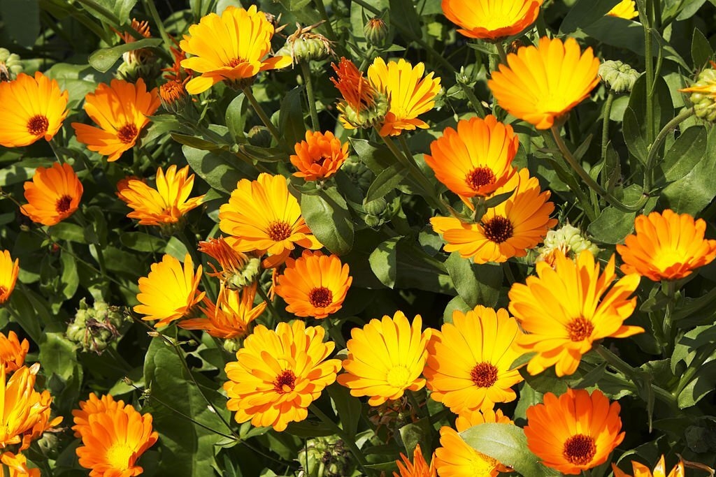 Calendula Officinalis