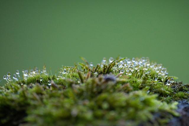moss, forest, forest floor, wet, dew, dewdrop, spores, lichen, nature, fall, moss, moss, moss, moss, moss, forest, forest, forest, forest floor, lichen, nature, fall