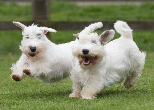 Sealyham Terriers running in a green field