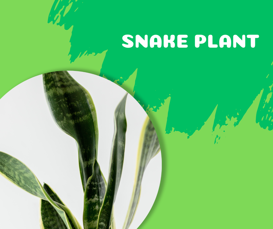 snake plant, fast-growing indoor plants