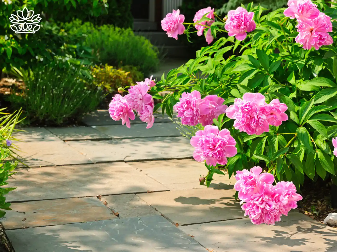Pink peonies blooming along a garden path. Fabulous Flowers and Gifts - Peonies Collection