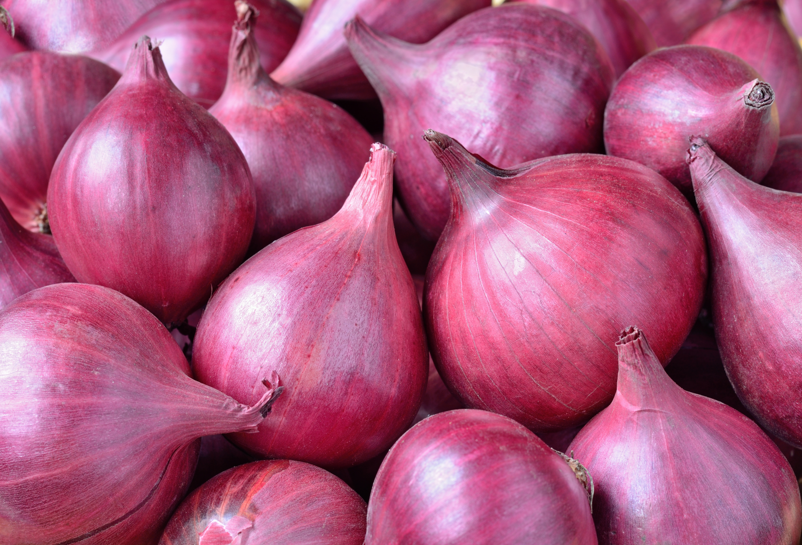 onion bulb | onion variety