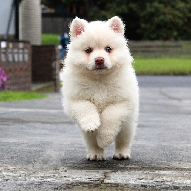 Tiny white dog store names