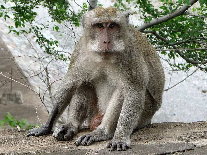 baby monkey, mother monkey, shimla, Crab eating, non native species