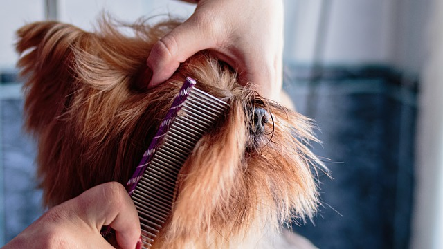 Best dematting brush for cheap dogs