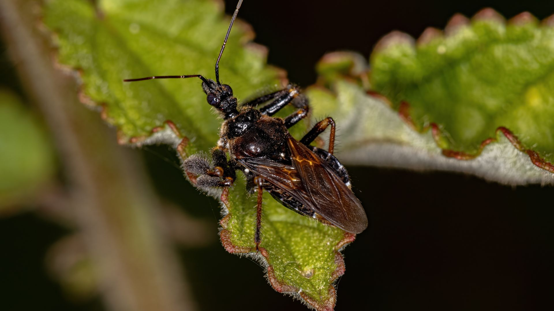 An image of an adult bee assassin bug on a green leaf.