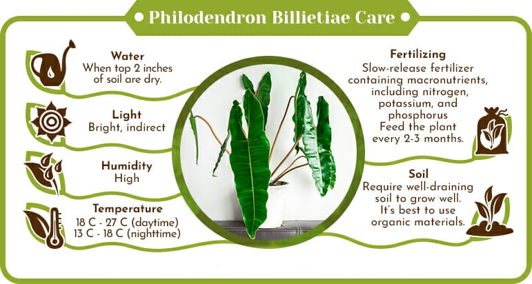 philodendron billietiae /plant absorbs/ 