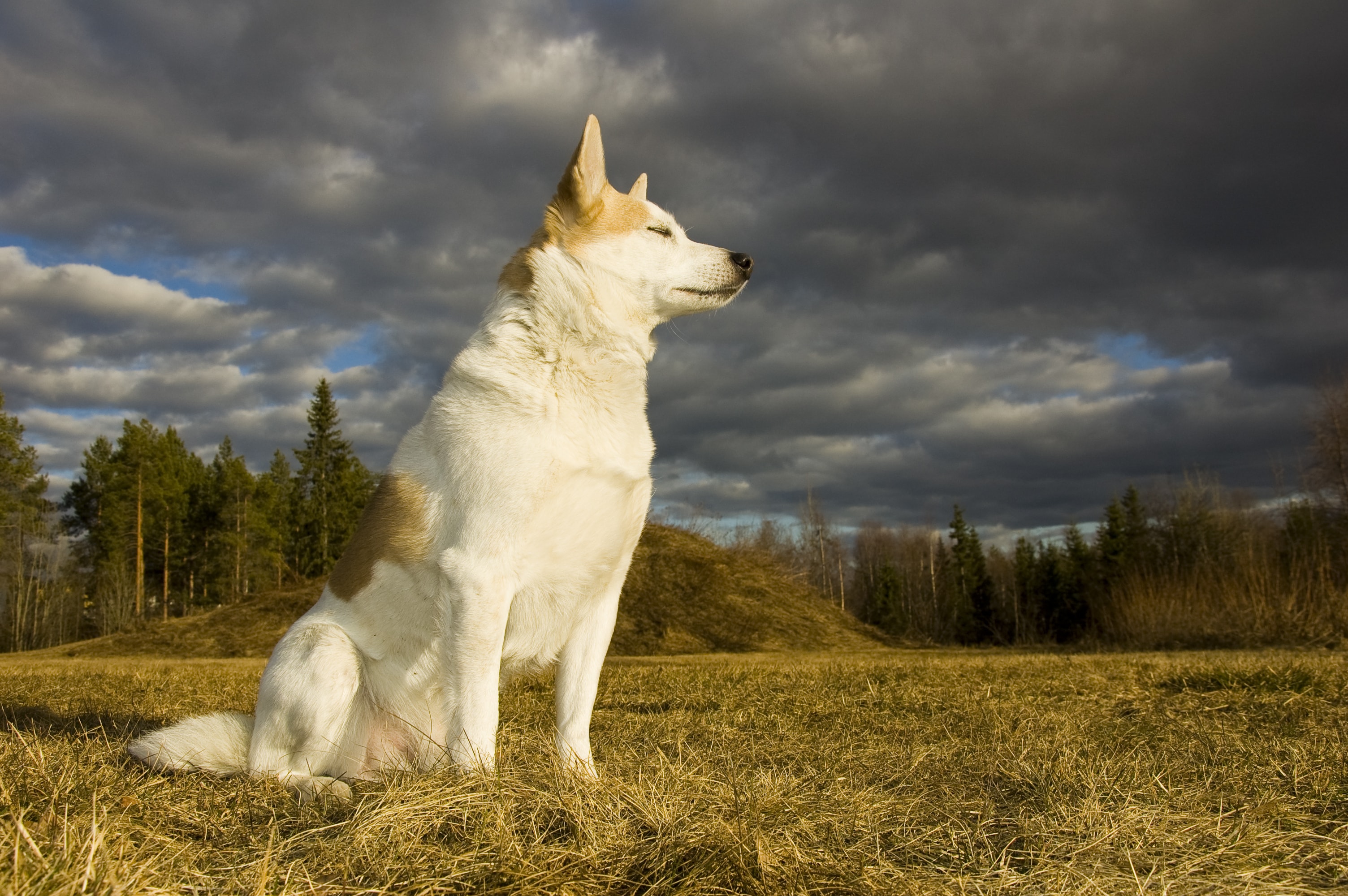 A adult Norrbottenspets staring out into a field
