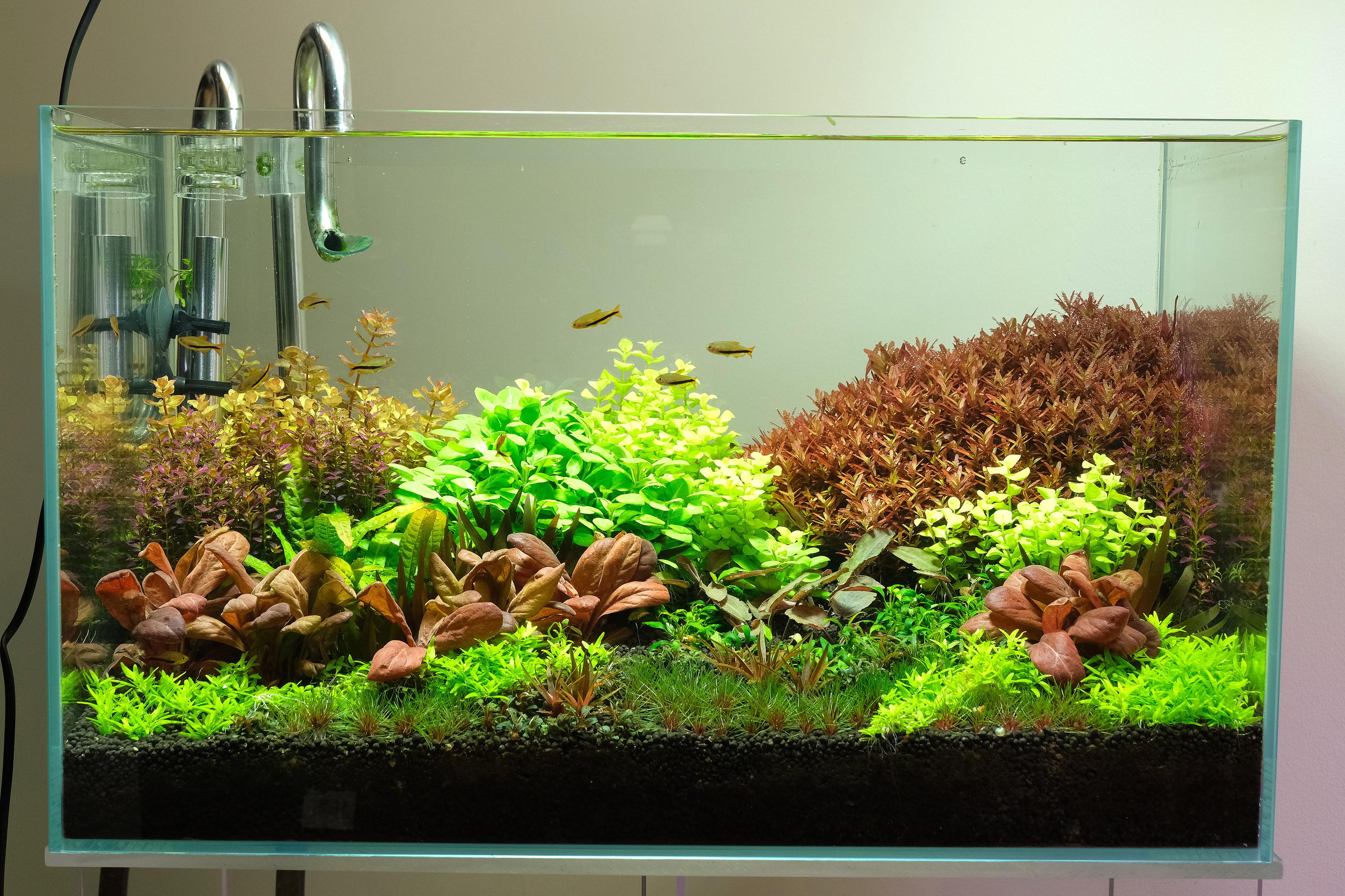 Dutch Style Aquarium lit by a 6500k spot light