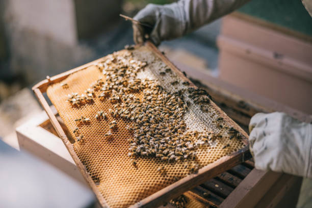 How to raise bees for sustainable agriculture