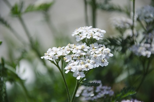 yarrow plant, yarrow, medicine herb