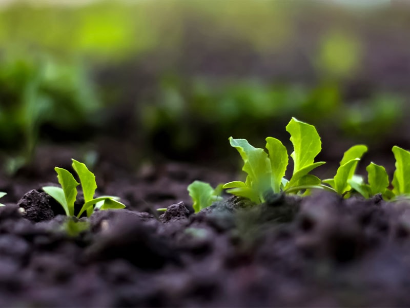 seedlings growing in the garden