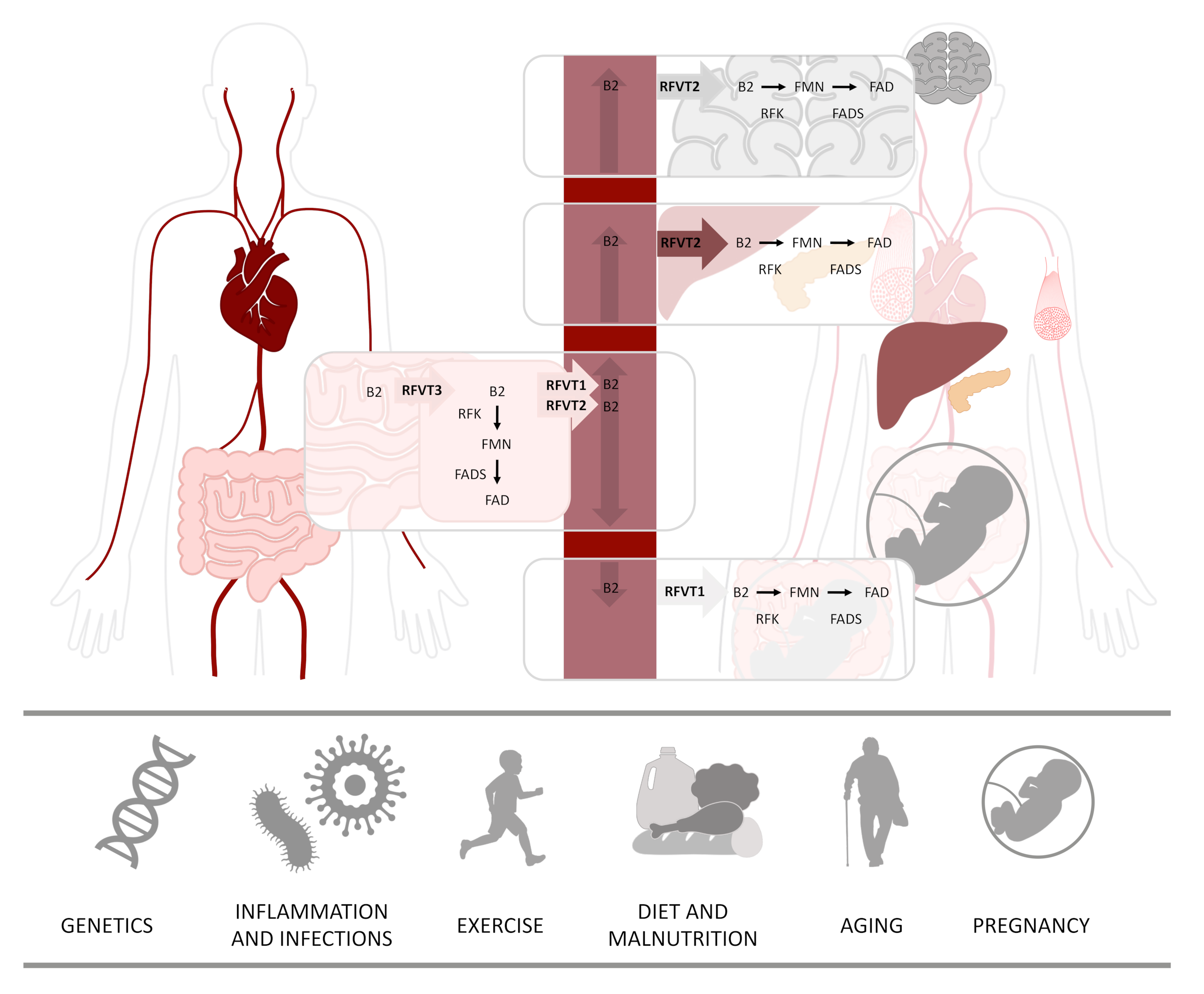 Riboflavin Metabolism and Its Relationship with the Environment