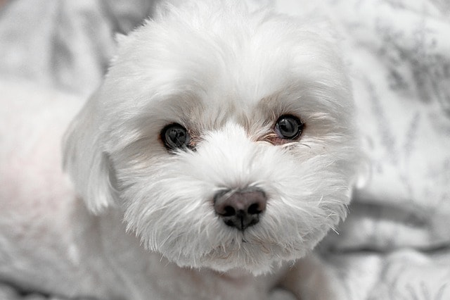 pet, dog, maltese, canine, breed, animal, nature, mammal, fur, maltese, maltese, maltese, maltese, maltese