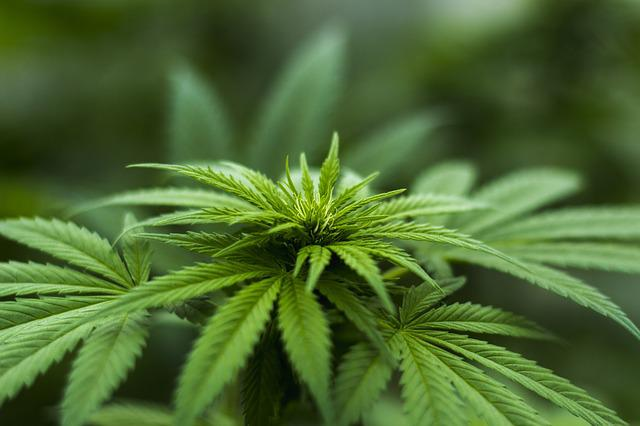 cannabis plants, hemp-derived CBD, minor oxygenated cannabinoids