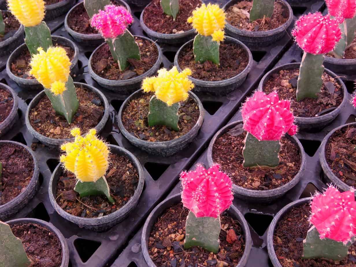 successfully grafted, grafted cactus, rooted rootstock