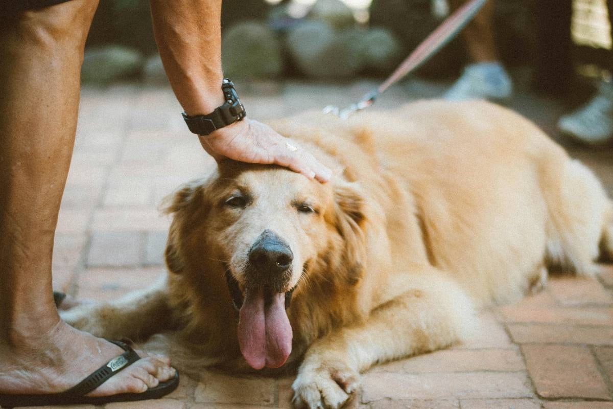 A golden retriever lies on the ground with its tongue out, receiving a gentle pat on the head from its owner, embodying Tips for Beginners in Meditation for Dogs