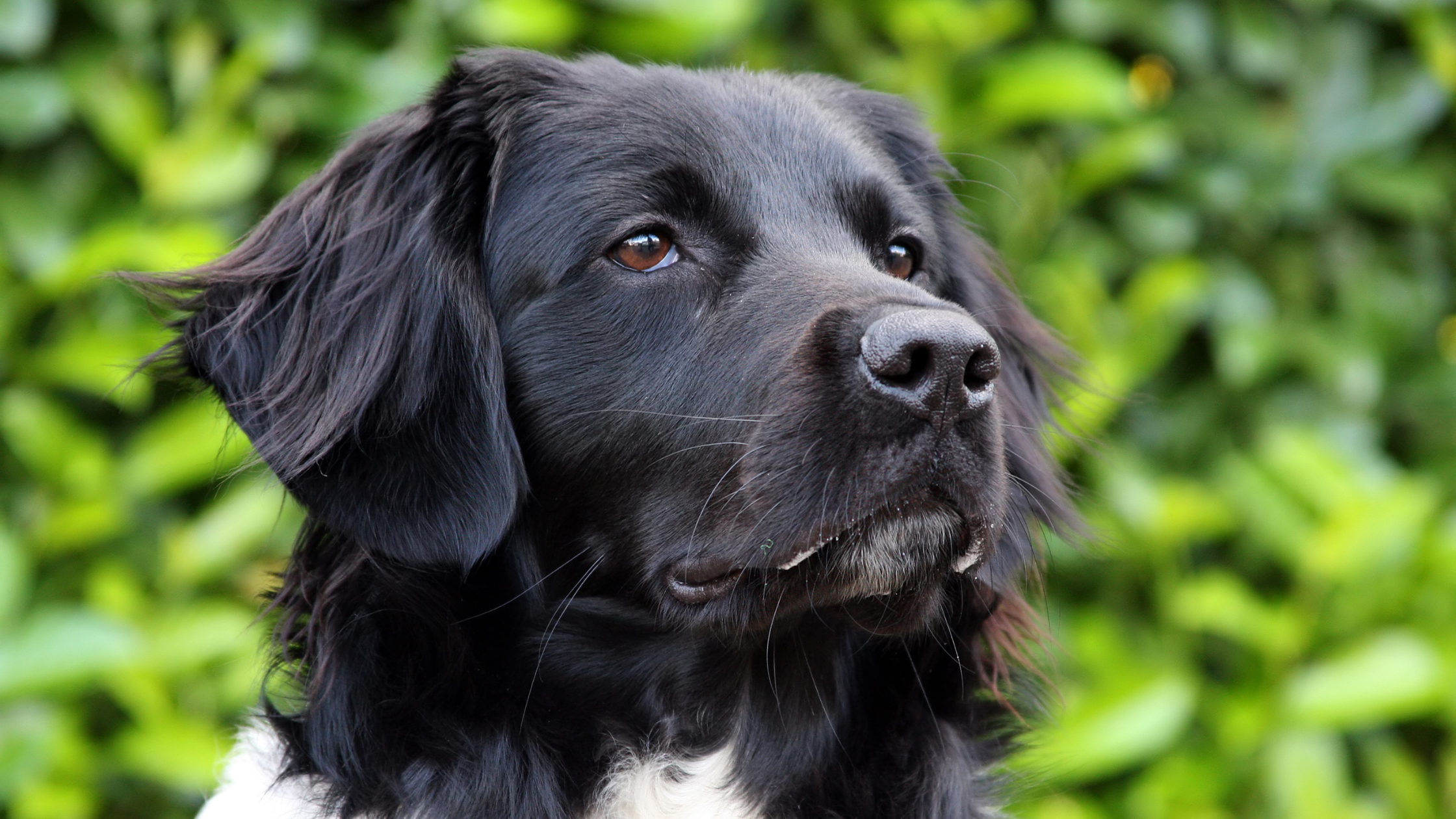 A close up view of the majestic Stabyhoun showcasing the dark head and light body