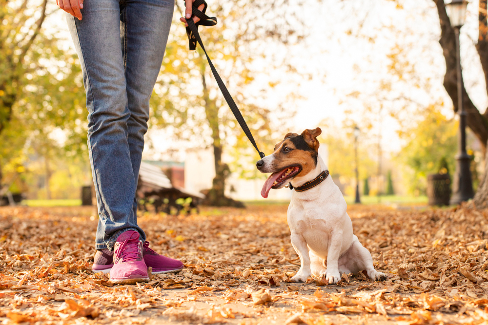 The 11 Best Retractable Dog Leashes for 2023 - PureWow