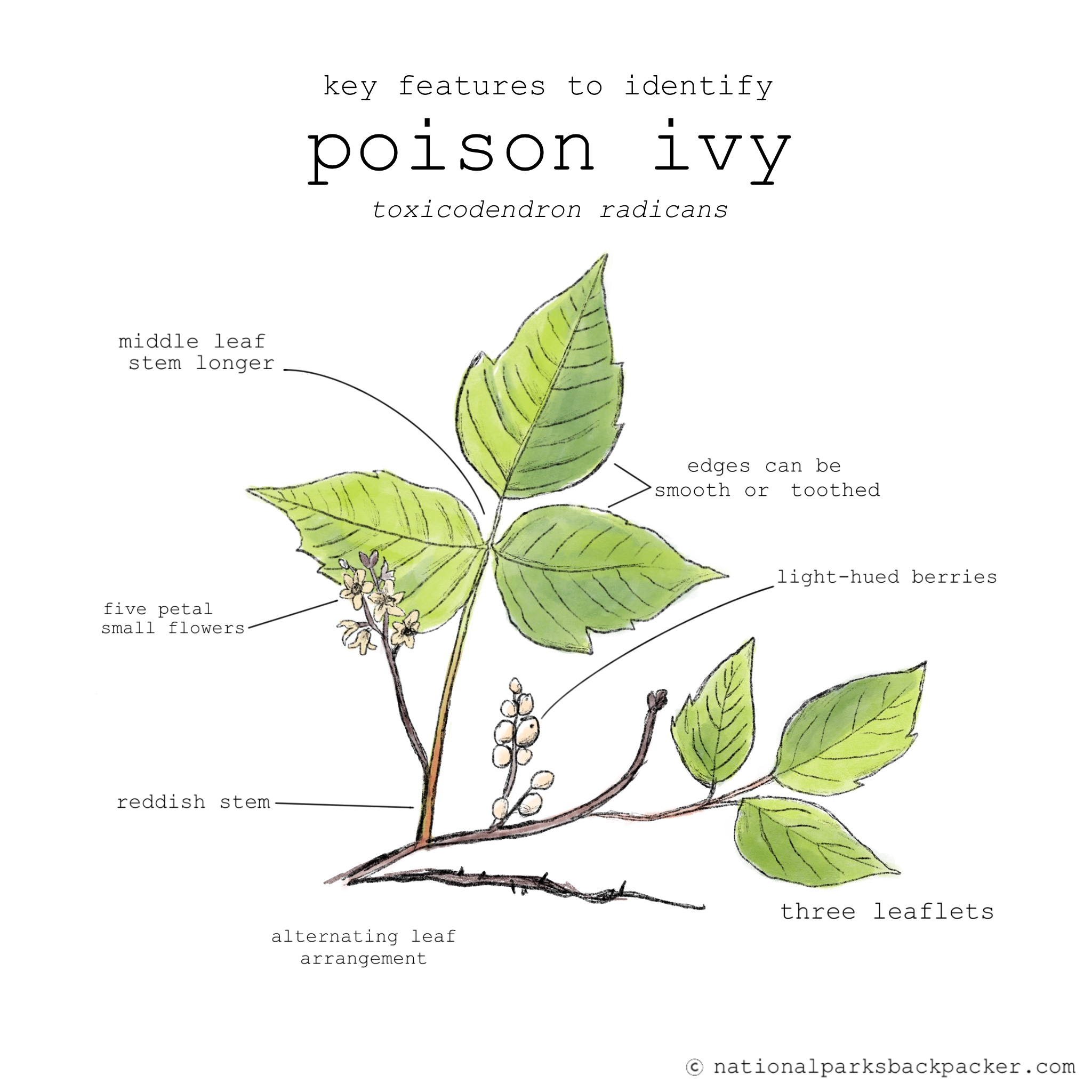 Poison Ivy Plant Life Cycle