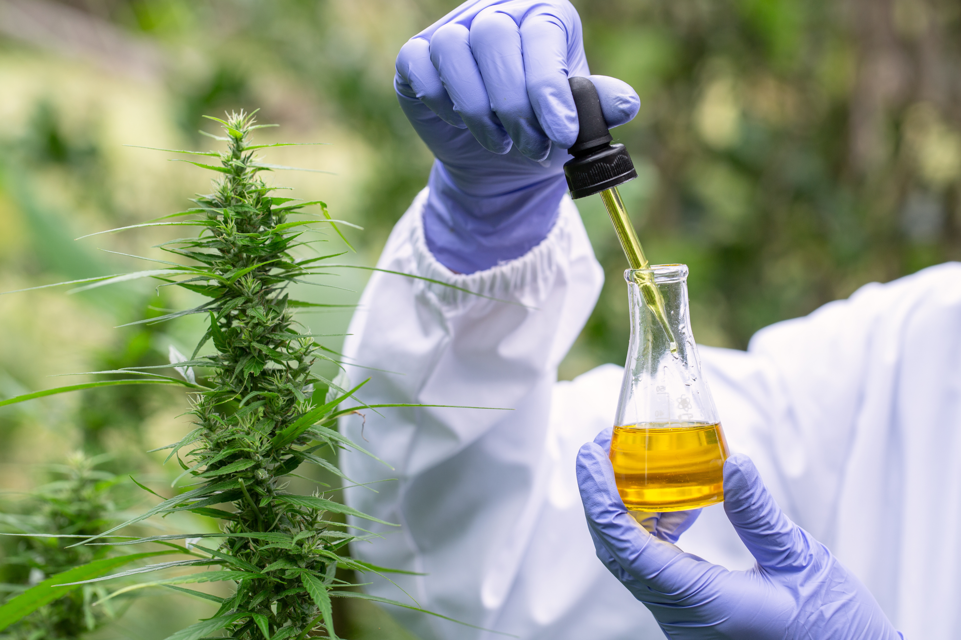 CBD oil for a CBD tincture is made through extracting the chemical compound from the cannabis plant.  CBD oil for our CBD tinctures comes from USA, organically grown hemp plants.