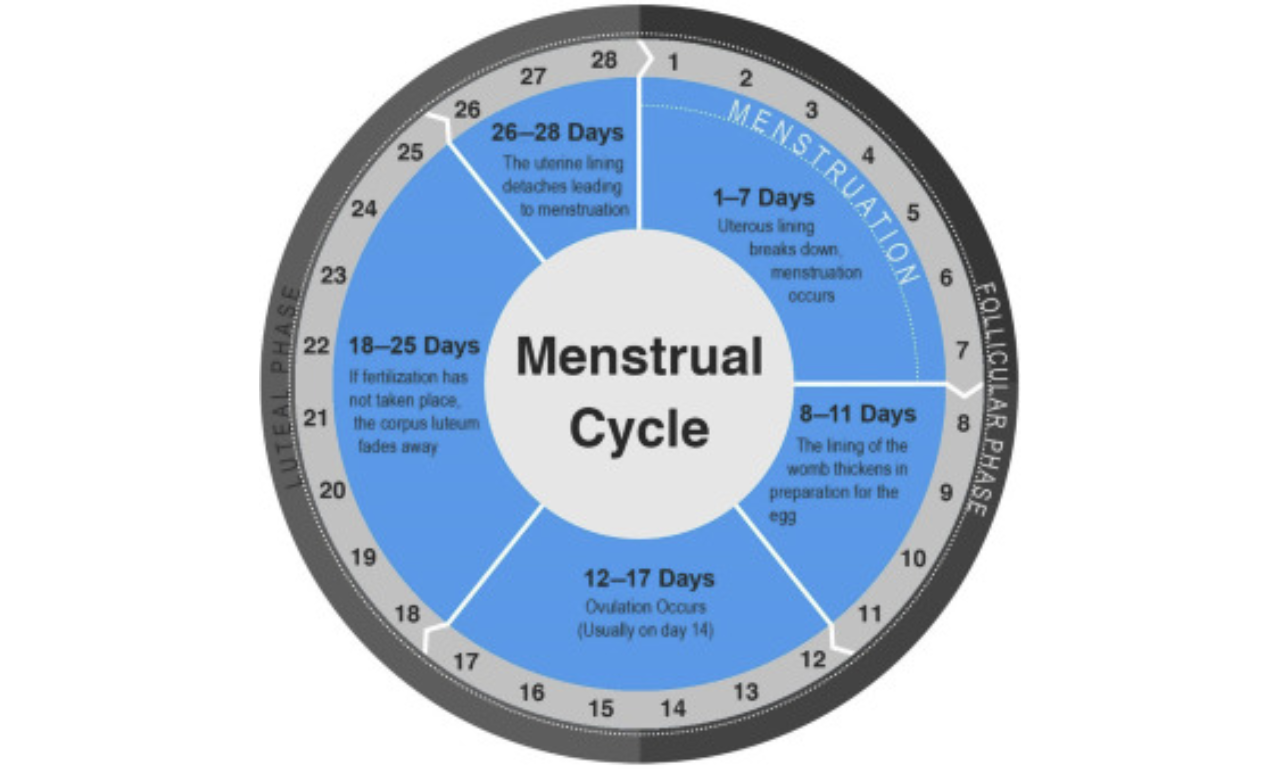 Regular Menstrual Cycle