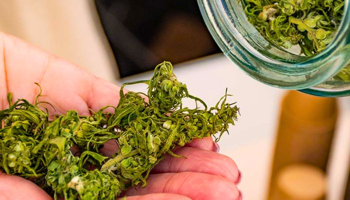 marijuana buds in persons hand with jar 