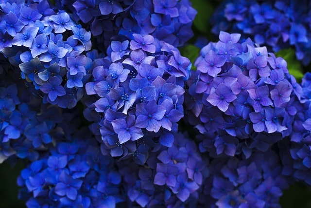 hydrangeas, blue, flowers, bloom, blossom, close up, cluster, flora, petals, blue flowers, floriculture, horticulture, botany, flower wallpaper, nature, plants, flowering plants, hydrangeas, hydrangeas, blue, flowers, blue flowers, blue flowers, blue flowers, flower background, beautiful flowers, blue flowers, blue flowers