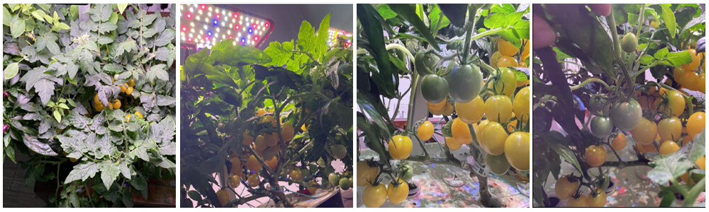Harvest your hydroponic tomato garden in time