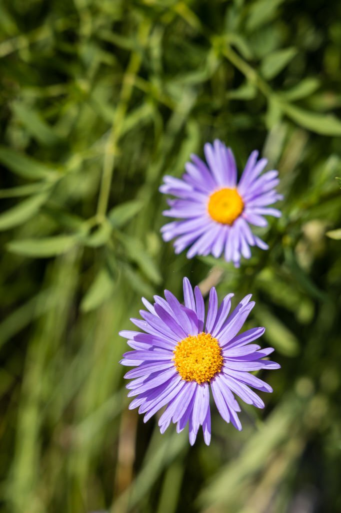 Italian Aster