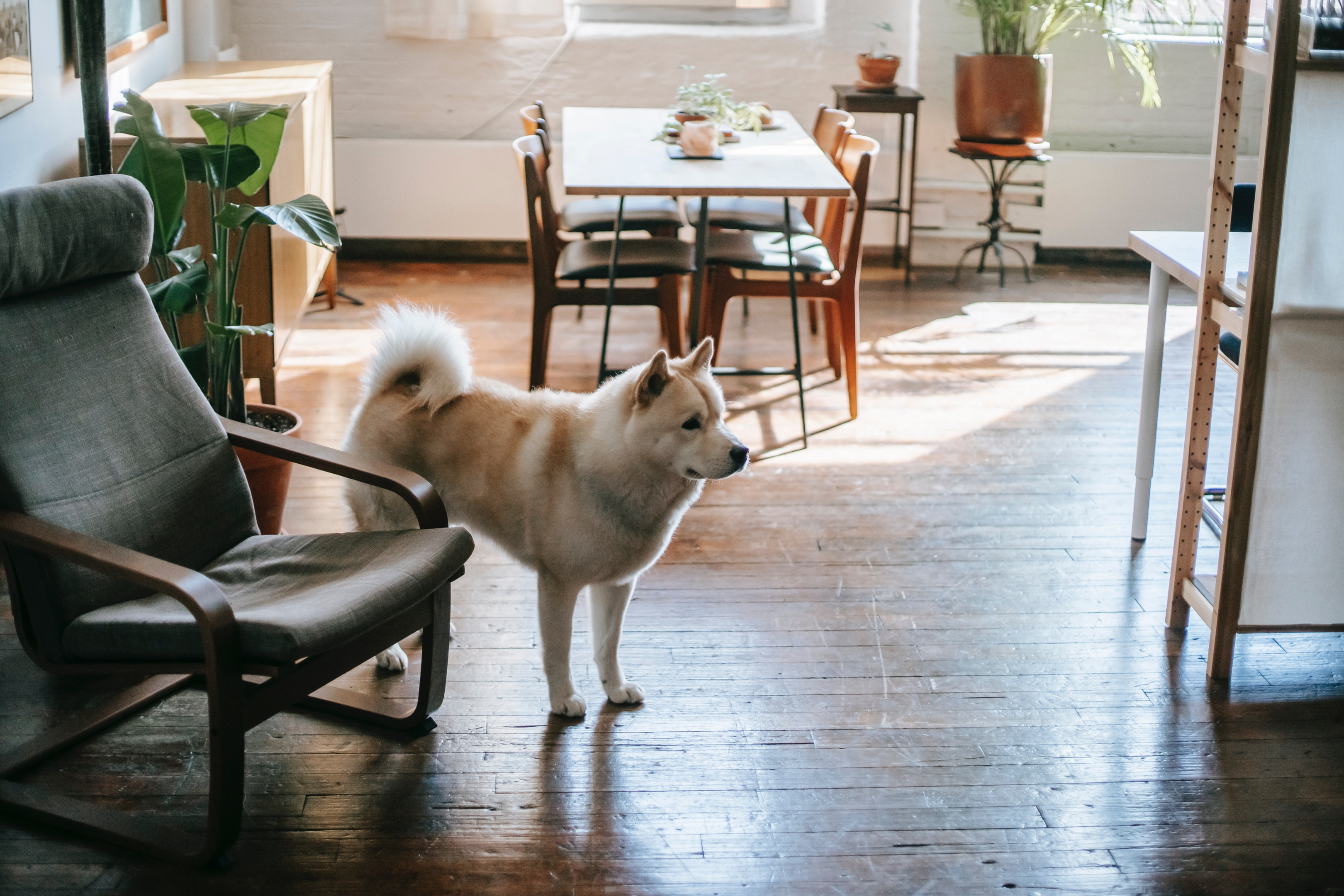 A curious dog standing near an armchair
