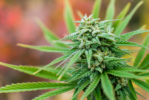 Flowering stage
