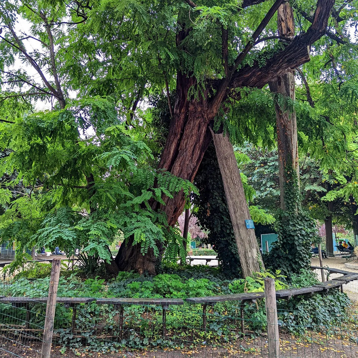 the oldest tree in paris 
