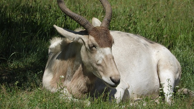 adax, addax nasomaculatus, antelope