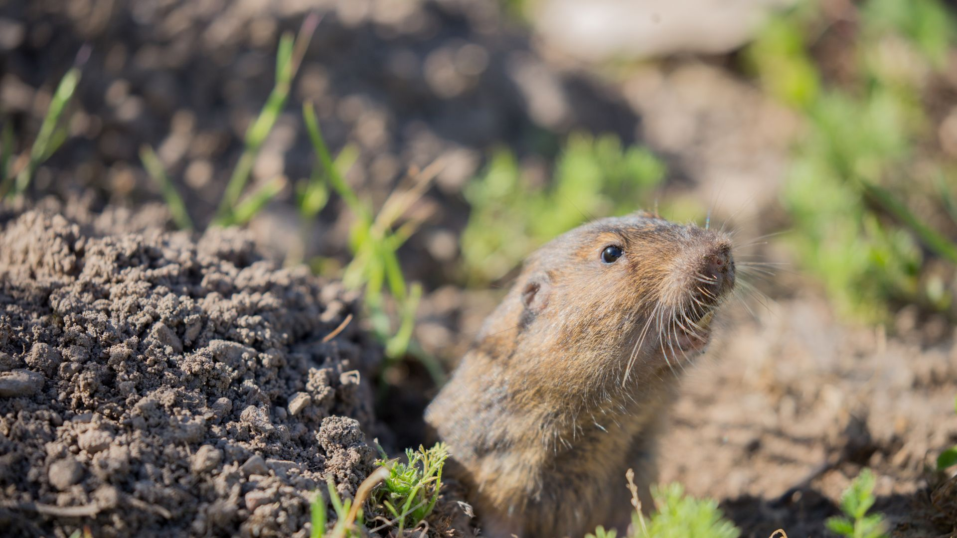 An image of a gopher hole with a gopher peeking out.
