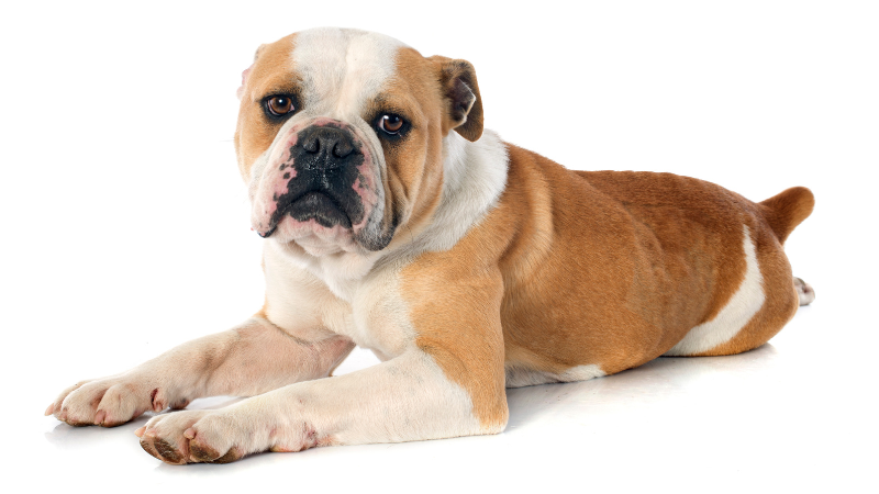 0381045b a058 49e4 9371 a03674a84ec6 English Bulldog Price (The Ultimate Guide for New Pet Owners)