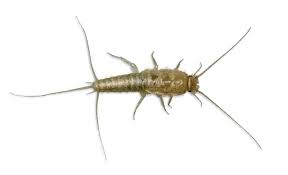 Silverfish Stock Photos, Royalty Free Silverfish Images | Depositphotos