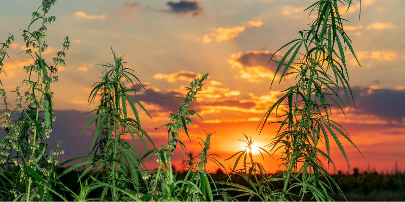 cannabis plants outside