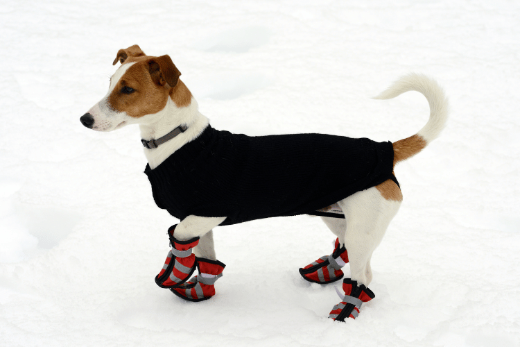 Dog wearing protective booties