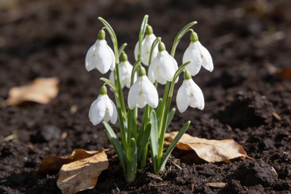 White snowdrop flowers with delicate bell-shaped blooms emerging in late winter