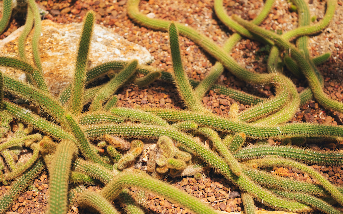 plants thrive, plant care guideline, cactaceae family, Monkey Tail Cactus