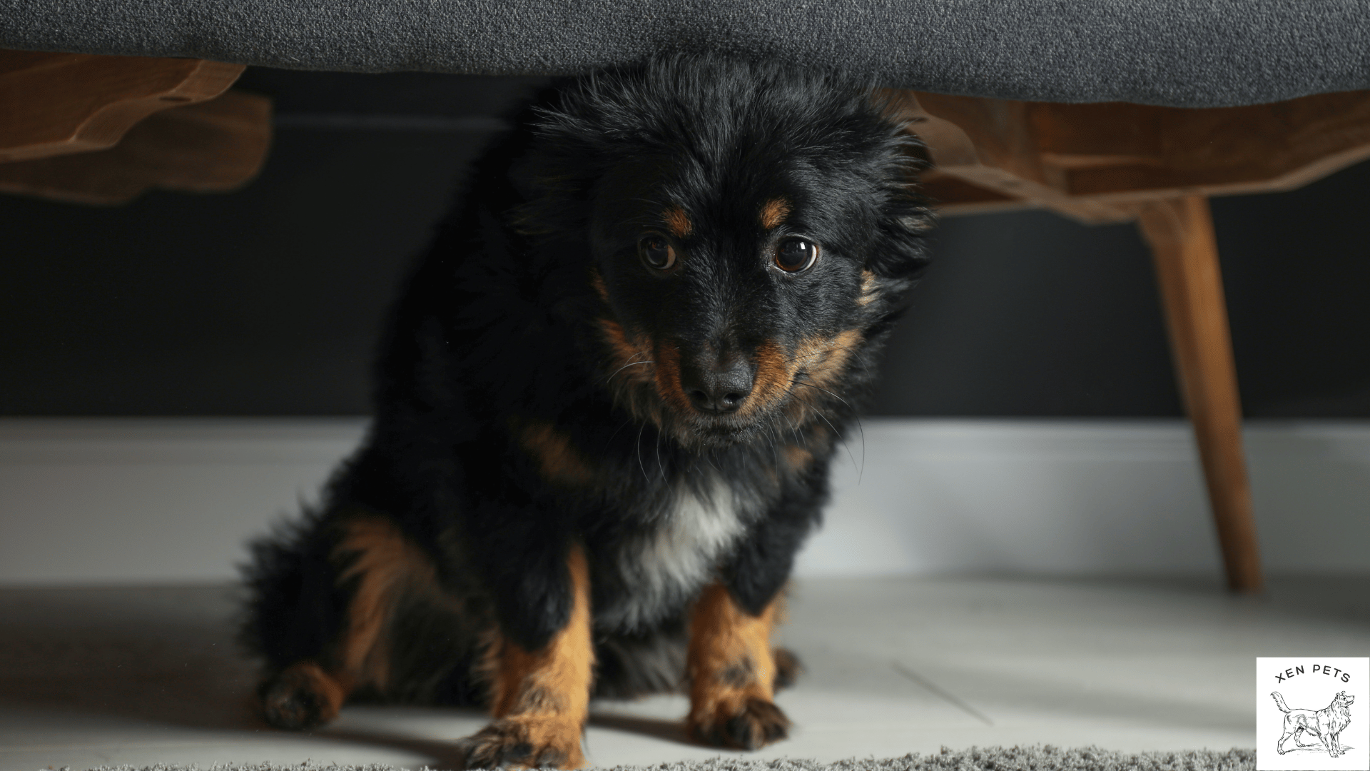 stressed dog hiding under furniture