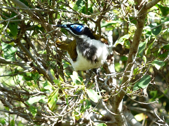 blue-eared honey-eater, bird, exotic